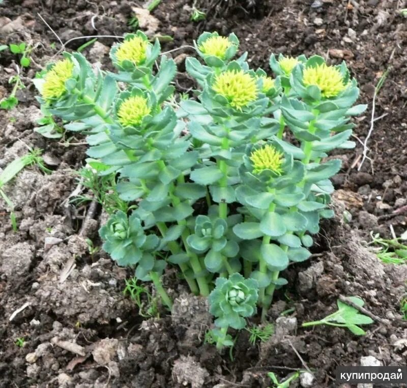 Родиола розовая (золотой корень) алтайская. Золотом корне родиола розовая. Растение родиола розовая (золотой корень). Корень золотой радиола. Родиола розовая байкал.