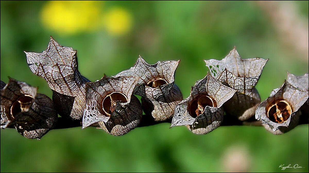 Плод коробочка белена. Белена черная плод. Белена ядовитое растение семена. Коробочка белены. Крыночка белены.