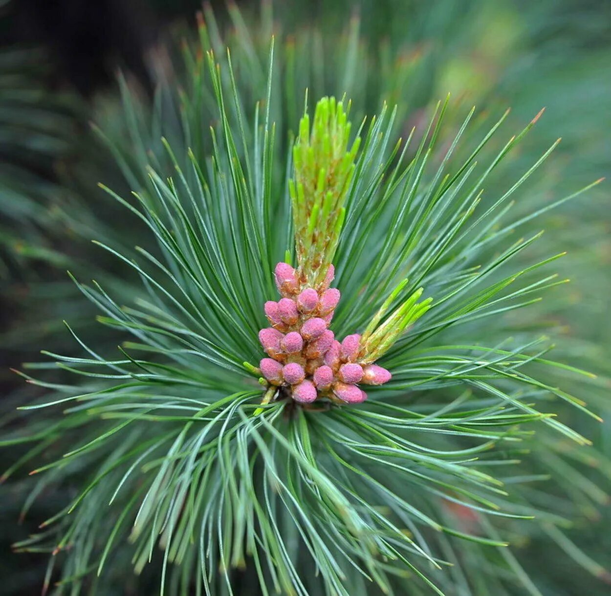 Сосна Кедровая цветение. Сосна Кедровая европейская. Сосна Ма́ссона (Pinus massoniana). Сосна Горная цветение.