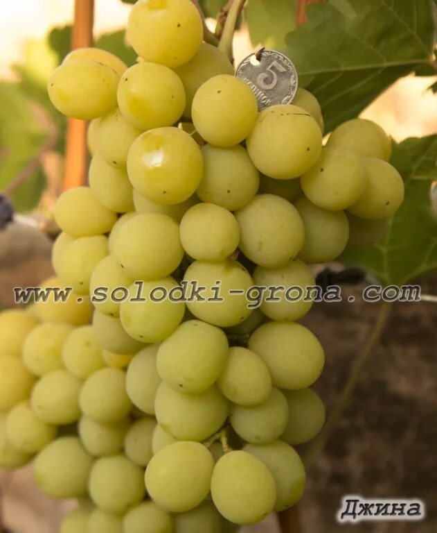 Виноград огненный капелюшного. Сорт винограда огненный. Сорт винограда огненный. Ереван джин виноград. Виноград огненный капелюшного.