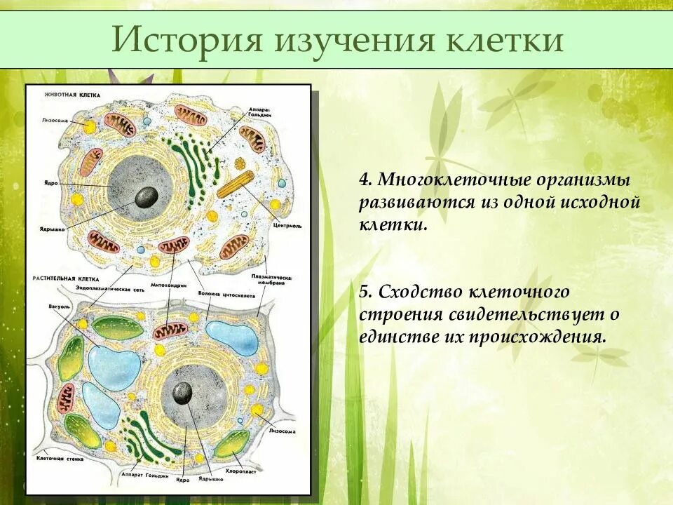 Живую клетку открыл. Презентация клеточная теория методы изучения клетки. История открытия и изучения клетки 5 класс биология. Изучение строения клетки клеточная теория 10 класс. Клеточное строение организмов.