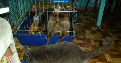 Хватает на неделю