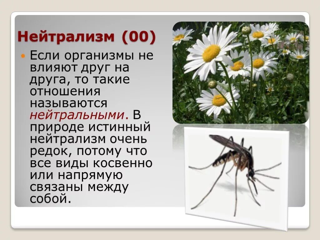 Что такое нейтрализм. Нейтрализм симбиоз. Нейтрализм в природе. Симбиоз конкуренция нейтрализм. Нейтральные отношения в природе.