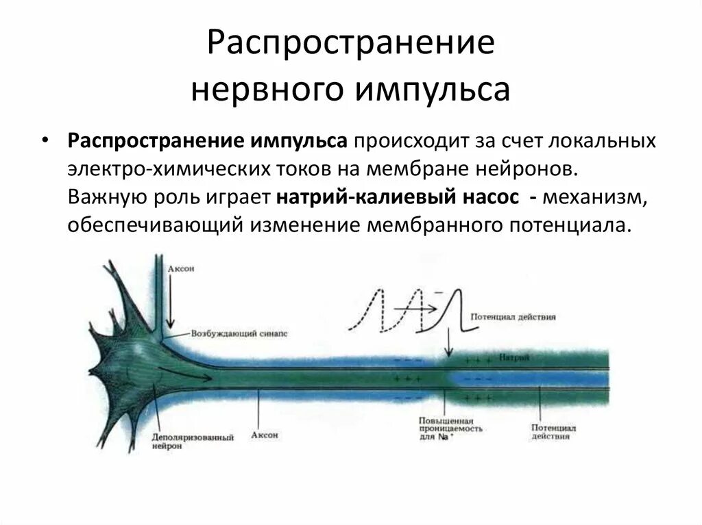 Путь передачи нервного импульса в мозг. Скорость распространения импульса по нервным волокнам. Механизм образования нервного импульса. Нервный Импульс. Распространение нервного импульса по аксону.