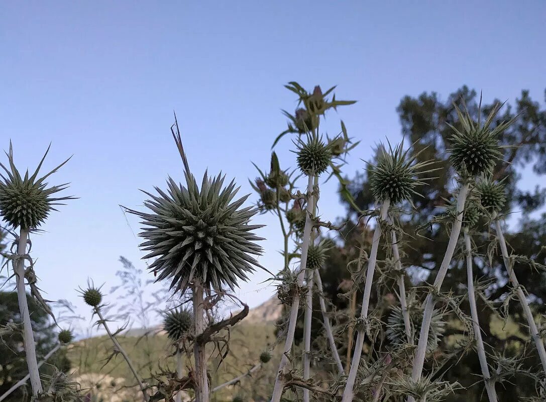 колючка растущая в пустыне 9 букв. растения колючки астраханские. колючки саадана (растение). колючка в средней азии. чертополох соцветие.