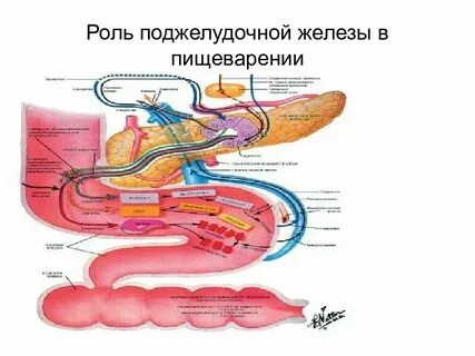 Поджелудочная выделяет пищеварительные ферменты