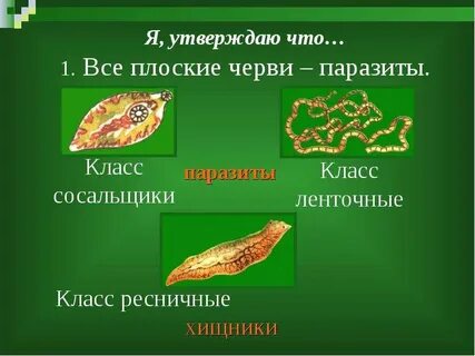 Черви биология 7 класс кратко