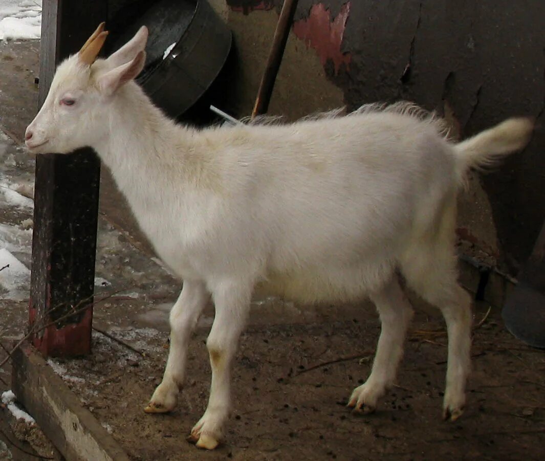 Подрощенные зааненские козлята. Козленок подросток. Коза шахтная. Козлёнок в Таджикистане. Купить козу ставропольский