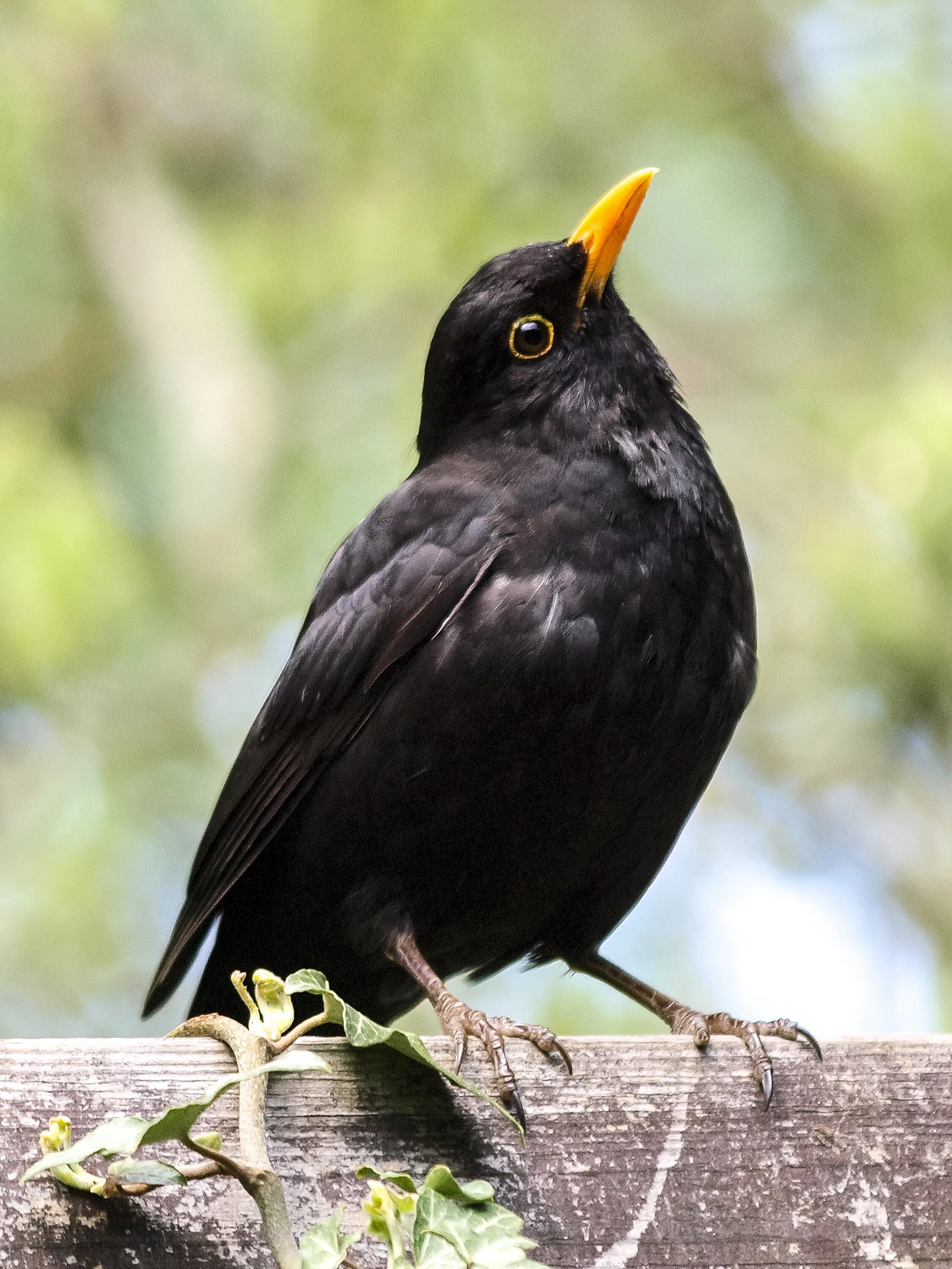 Blackbird bird