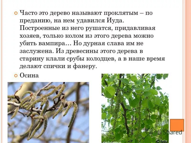 первые безопасные спички. какое дерево называют спичечной королевой. какое дерево называют спичечной. деревья в родном городе. из какого дерева делают спички.