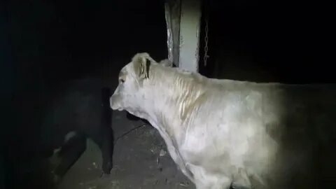 Сколько коров пробежало