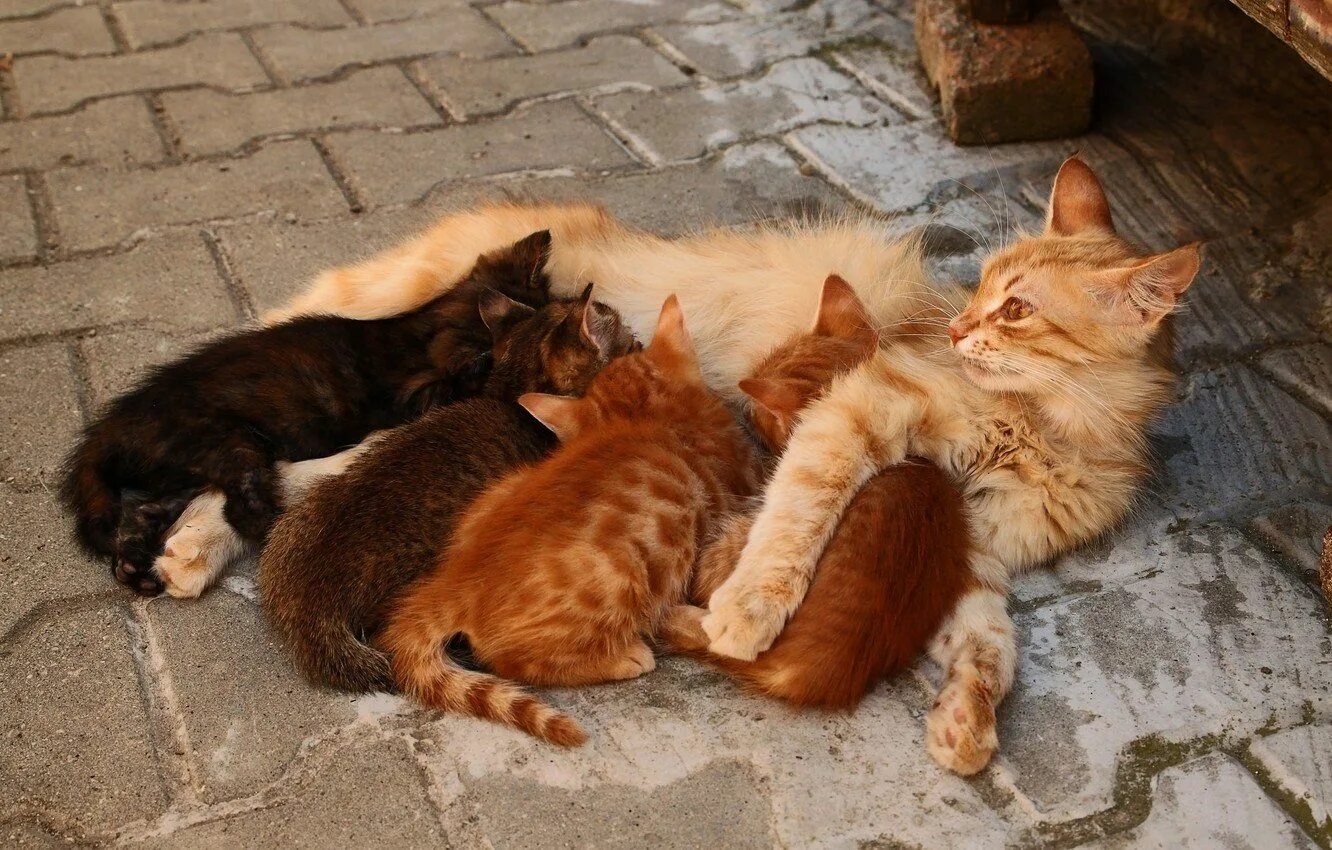 Мамины коты. Кошка с котятами. Мама кошка. Рыжая кошка. Мама кошка и котенок.