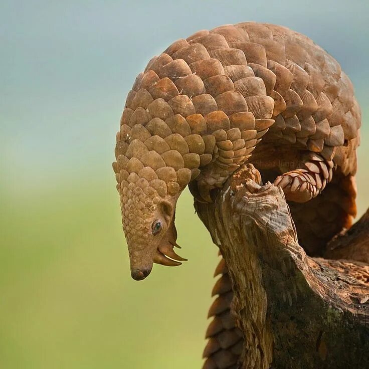 Pangolin