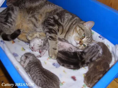 Кошка через неделю после родов. Место для родов кошки. Родовспоможение котята Шотландские.