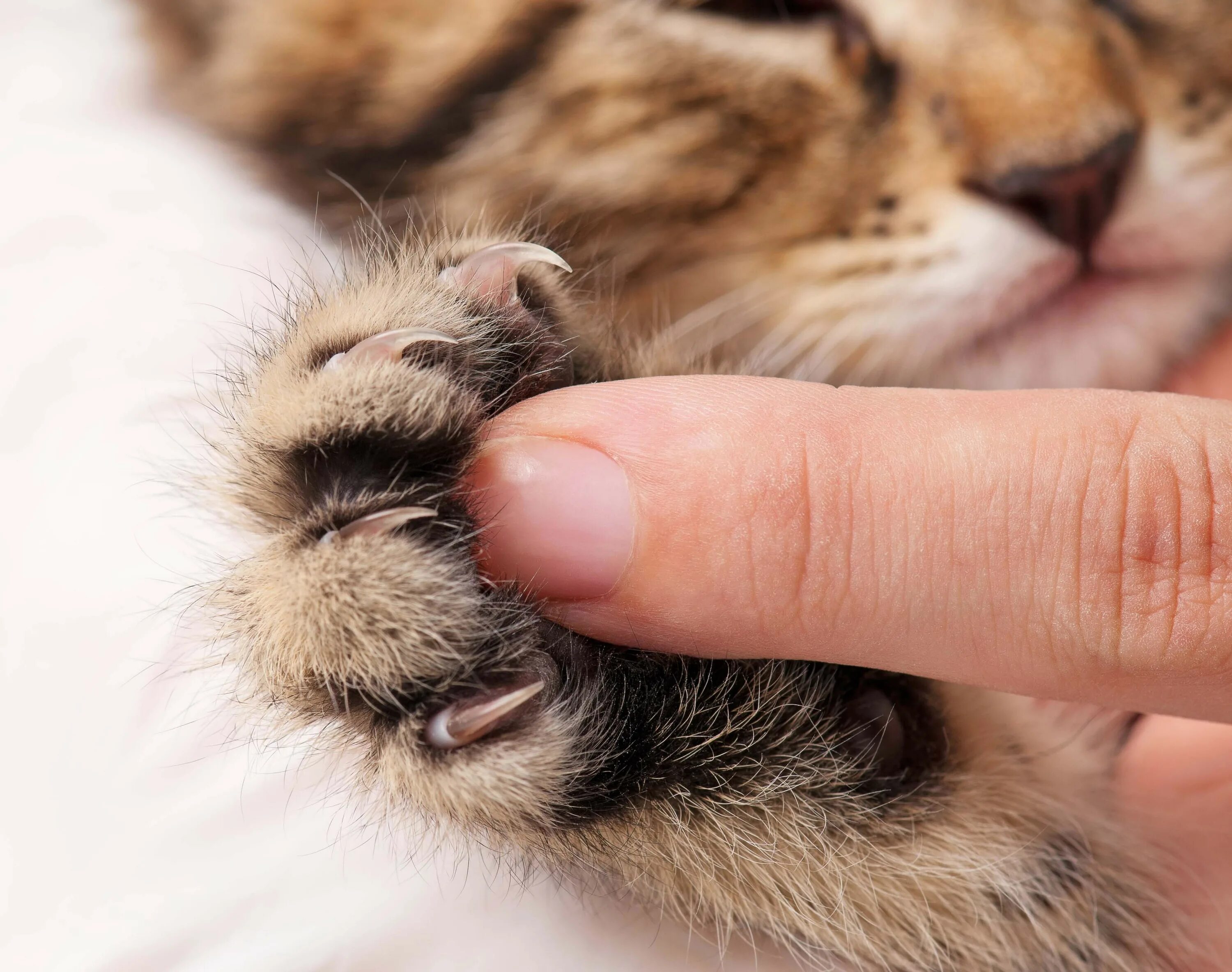 Кошачий коготь. Лапки котят. Кошачья лапа. Лапки киски