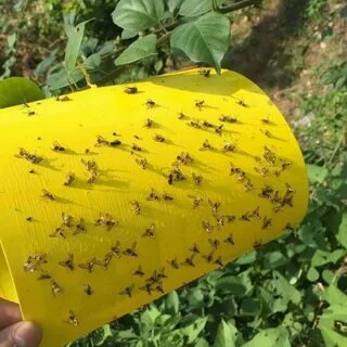 Ловушка для мух