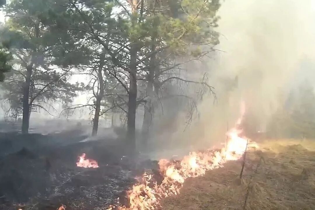 Пожар в д лесная. Лесные пожары Брянск. Пожар в Юрово Трубчевского района. Пожар Абаза. Жертвы лесных пожаров.