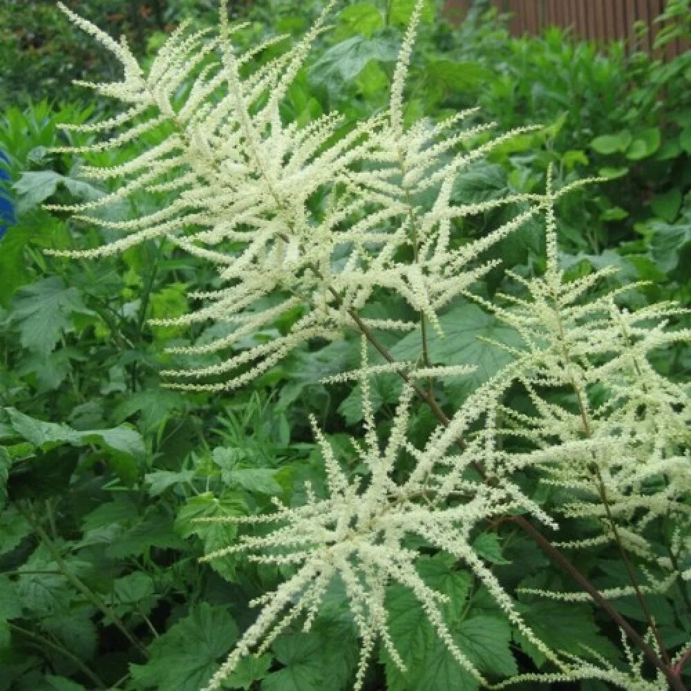 Волжанка двудомная (aruncus dioicus). Волжанка арункус обыкновенная. Волжанка двудомная 'kneiffii'. Волжанка двудомная кнеффи. Виды волжанок.