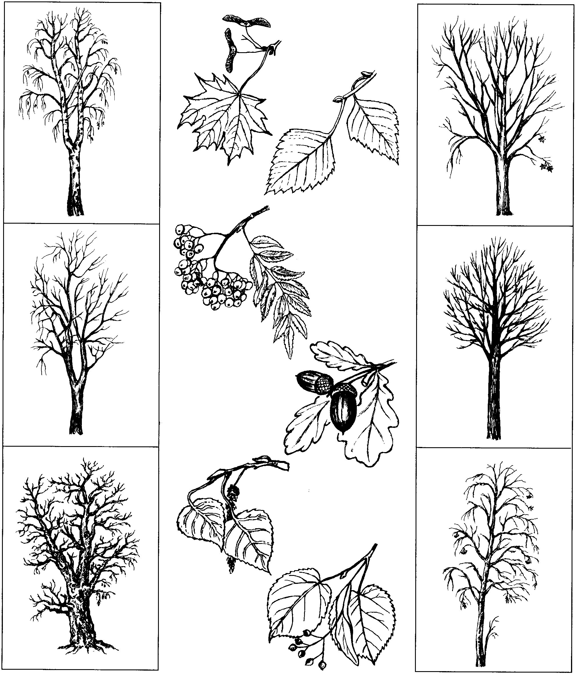 Лиственные деревья задания для дошкольников. Деревья и плоды задания для дошкольников. Лиственные деревья раскраска для детей. Раскраски лиственные деревья для дошкольников.