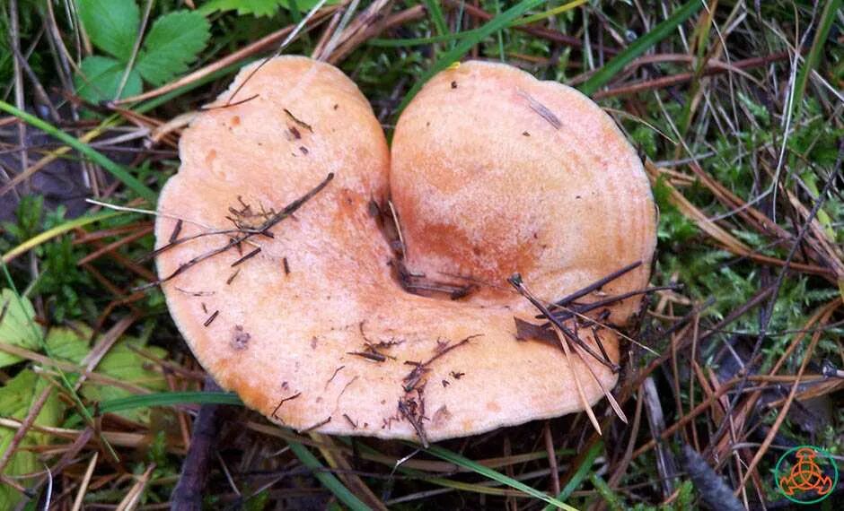 Скользкие рыжики. Рыжик еловый/еловик (Lactarius deterrimus);. Рыжик Сосновый двойники. Лже рыжики грибы. Рыжики грибы ложные.