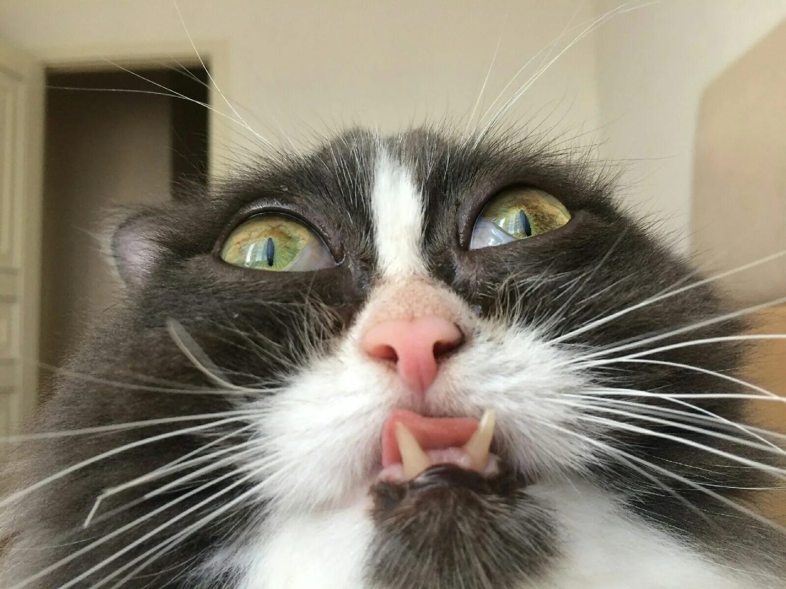 Включи какие то котики. Кошачья морда. котики смешные. смешная морда кота. коты со смешными мордами.