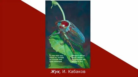 Кабаков жук
