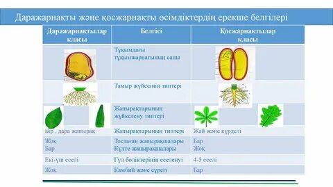 Пискадағы белдіктің фотосы