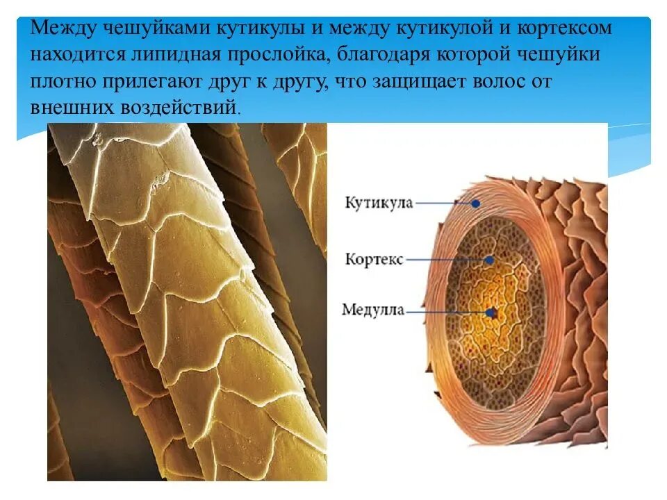 Медула Кортекс кутикула. Волос Медула Кортекс кутикула. Строение стержня Вооса кутиа. Строение волоса брови Кортекс. Кортекс волос