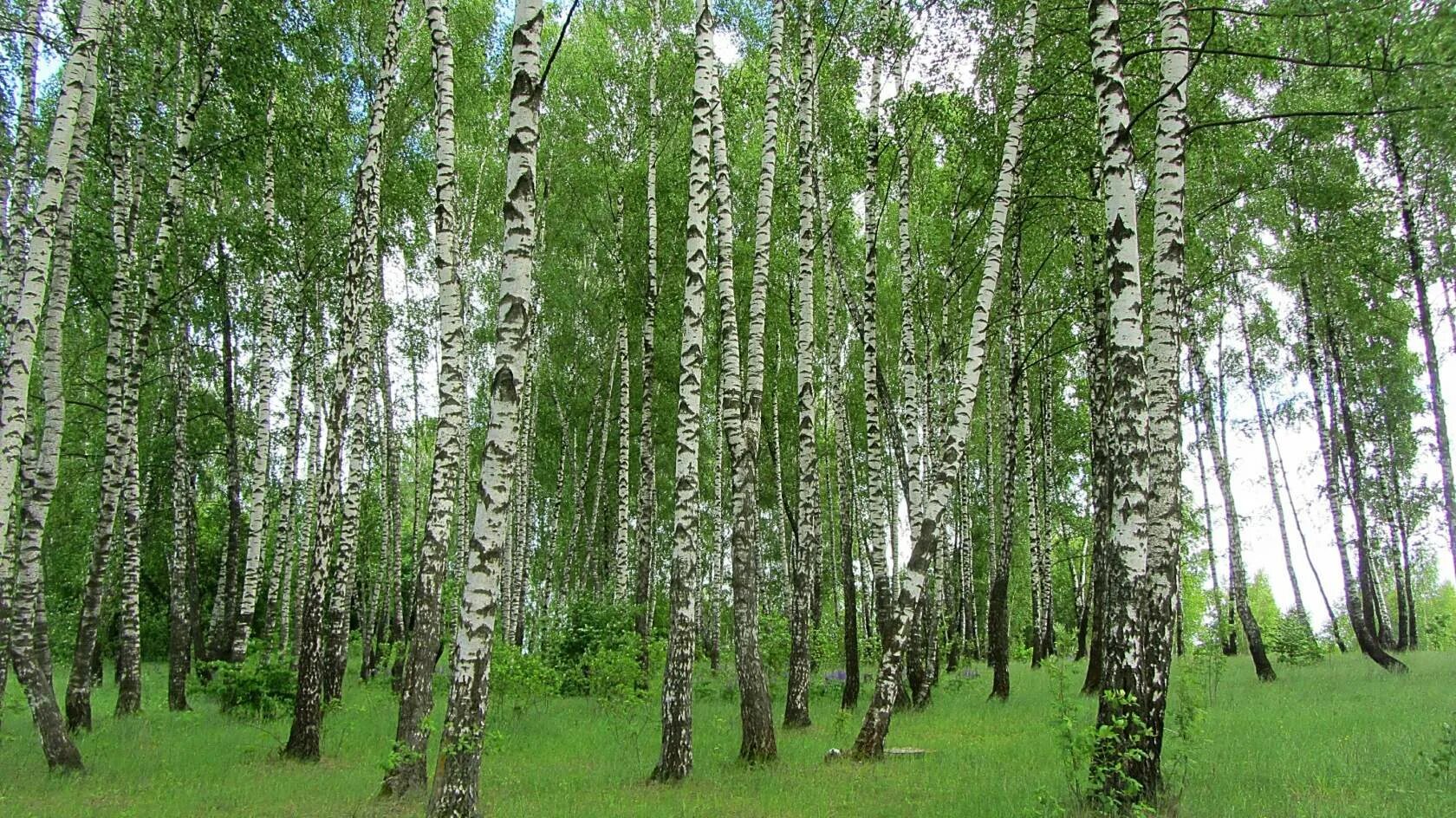 Береза одно из самых