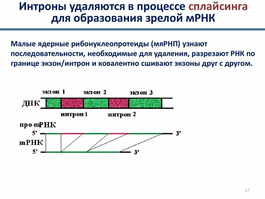 Экзоны и интроны. Экзоны и интроны РНК. Интроны РНК. Интронные участки ДНК.