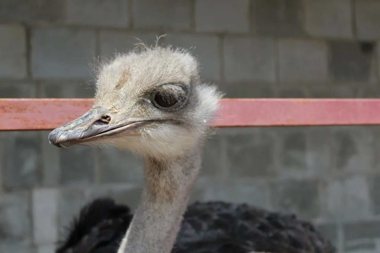 страусиная ферма красавинский хуторок. страусы пермь красавинский хуторок. страусиная ферма пермь заосиново отзывы. красавинский хуторок. красавинский хуторок.