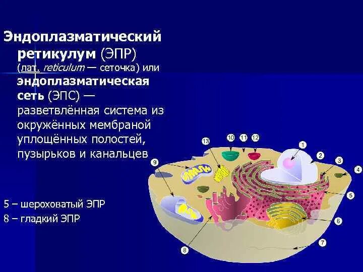 Ретикулум. ЭПС ретикулум. Эндоплазматический ретикул. Эндоплазматический ретикулум. Эндоплазматическая сеть.