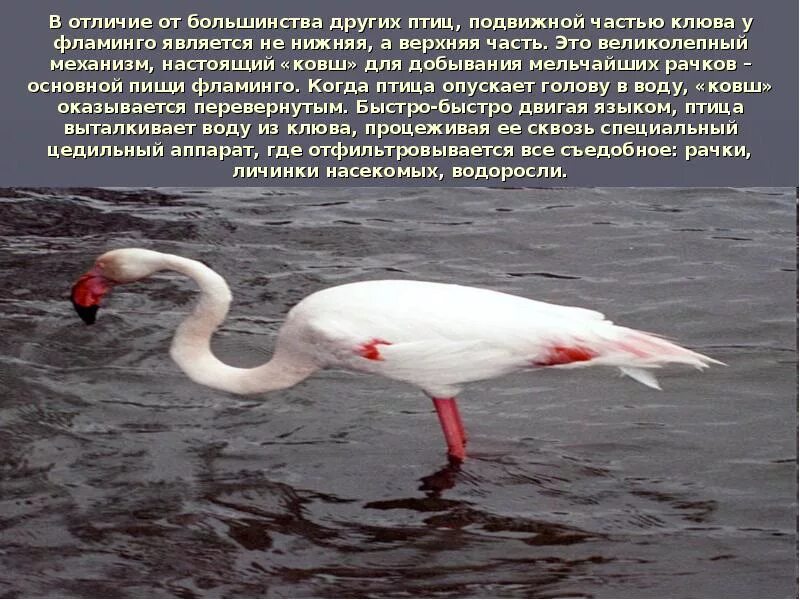 Фламинго содержание. Проект про фламинго. доклад про фламинго. фламинго белые страницы красной книги. фламинго интересные факты для детей.