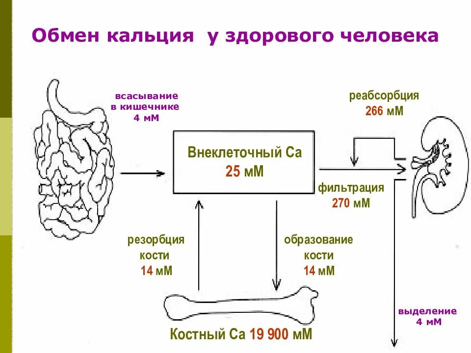 Схема регуляции кальциевого обмена. Схема регуляции фосфорно кальциевого обмена. Обмен кальция в организме схема. Нарушение кальциевого обмена.