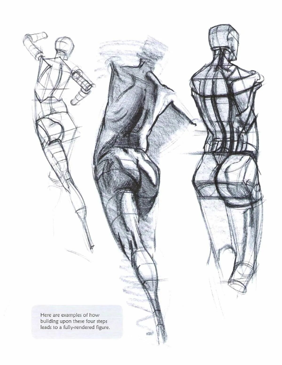 Фигура человека анатомия. Пропорции фигуры человека Баммес. Рыжкин Наброски фигуры человека.