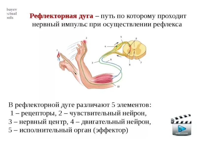 Последовательность нервного импульса по рефлекторной дуге. Рефлекторная дуга это путь нервного импульса. рефлекторная дуга путь рефлекса. схема прохождения импульса по рефлекторной дуге. передача нервного импульса по рефлекторной дуге.
