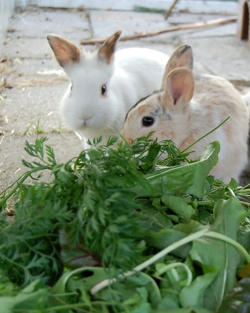 Можно давать кроликам деревья. Растения для кроликов. Ядовитые растения для кроликов. Ядовитые травы для кроликов. Кролик в траве.