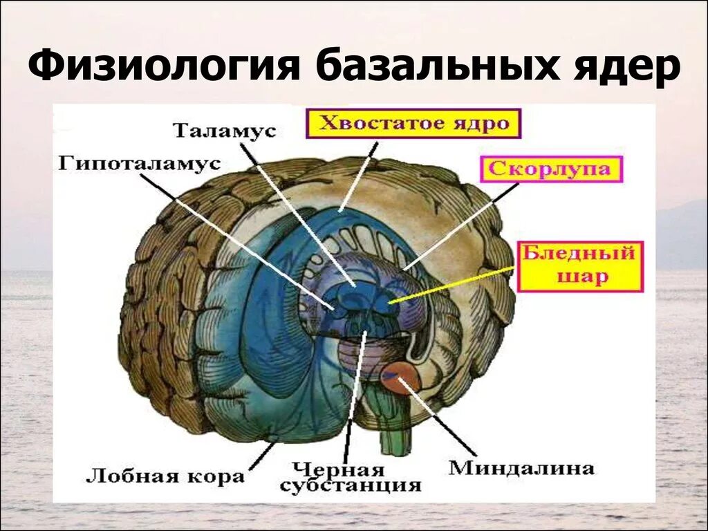 Базальные ганглии мозга. Строение и функции базальных ганглиев. Базальные ганглии головного мозга анатомия. Функции базальных ганглиев мозга.