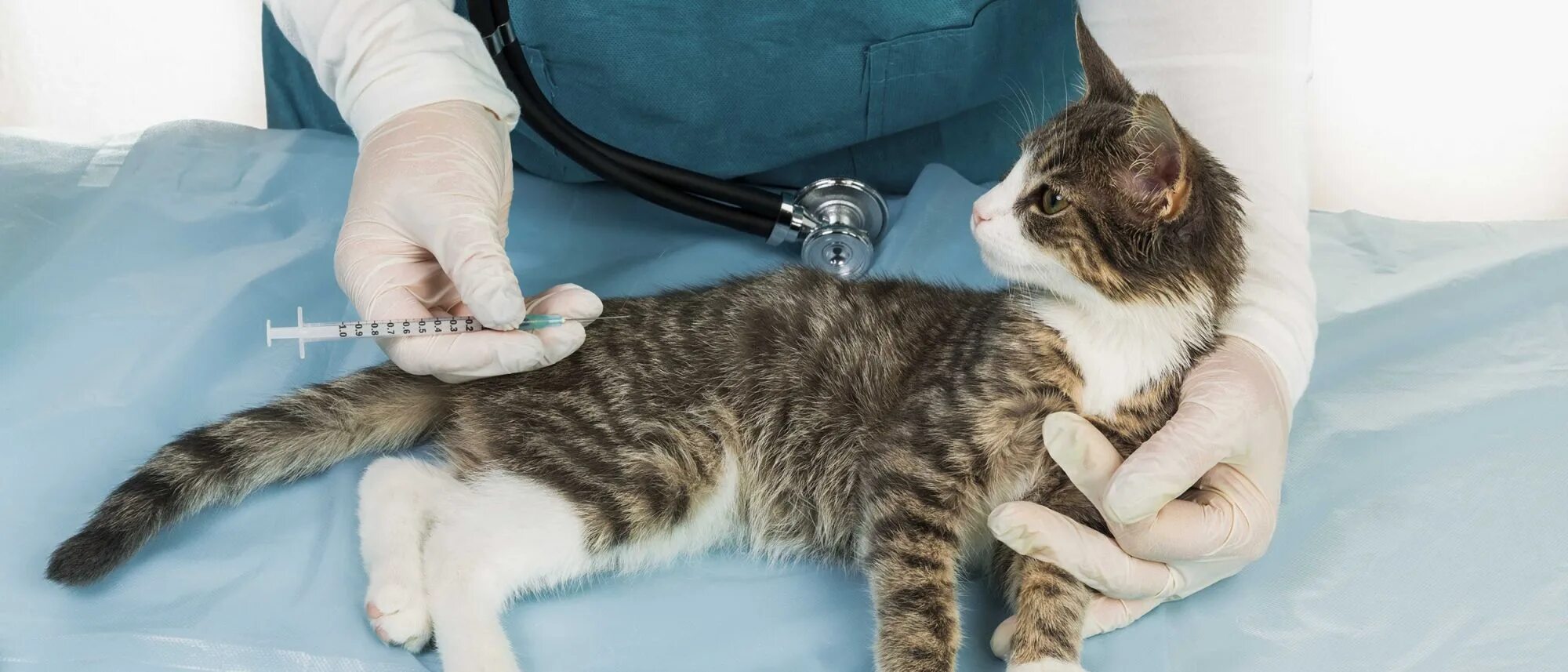 Первая прививка котенку возраст. Вакцинация котят. Прививки котятам. Первая прививка котенку. Прививки котятам график.