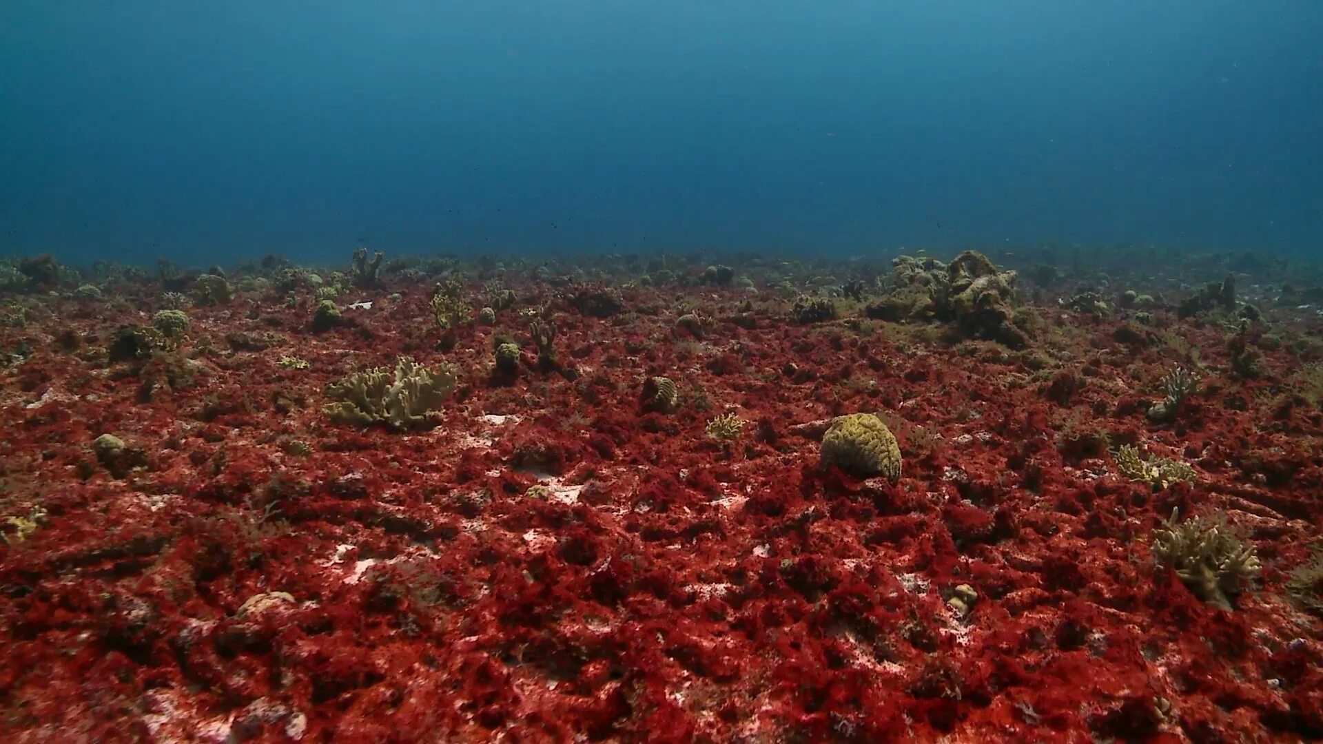 Красные водоросли глубина. Trichodesmium Erythraeum водоросли. Красное море цветение водорослей. Умбрия красное море. Мексика саргасские водоросли.