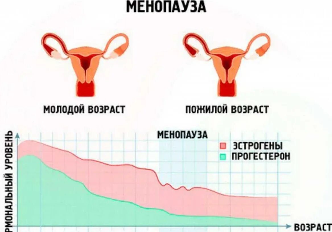 Какая норма цикла у женщин. Какая норма цикла у женщин