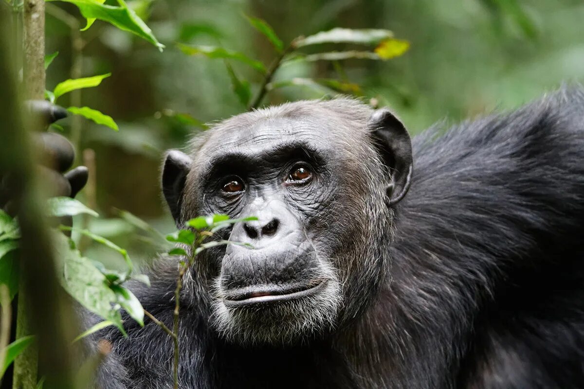 Карликовые шимпанзе бонобо. Шимпанзе бонобо. Горилла горилла горилла. Горные гориллы африки. Примат государства.