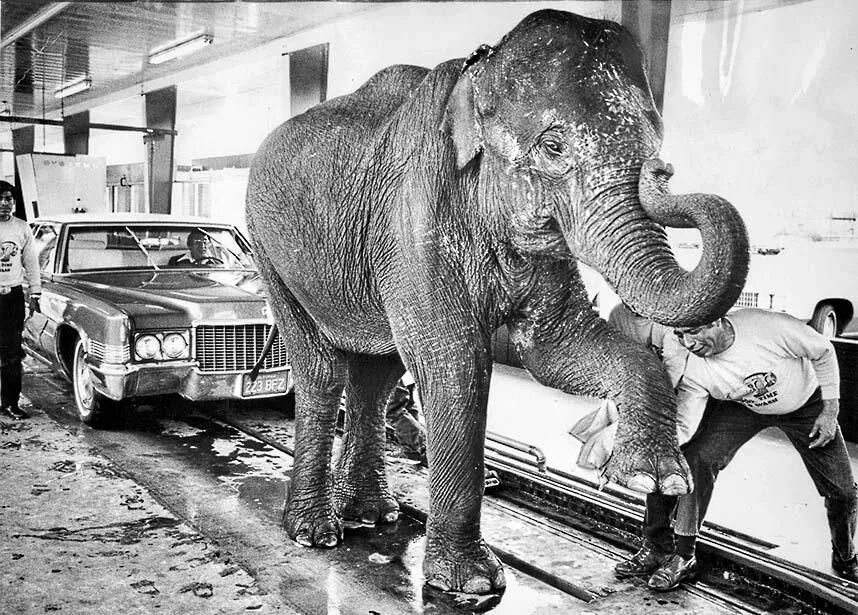 Слон моет машину. Мойка помой слона. Elephant car