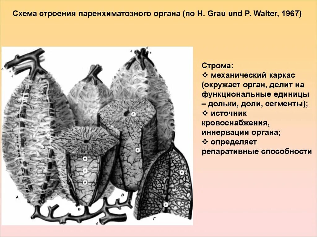Ковид органы. Схема строения паренхиматозного органа. Строение паренхиматозных органов. Строение полого и паренхиматозного органа. Строение паренхиматозных органов анатомия.