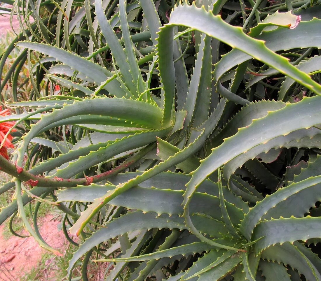 Алоэ arborescens. Алоэ древовидное (Aloe arborescens). Алое древовидное столентий. Алоэ книпхофиевидное.