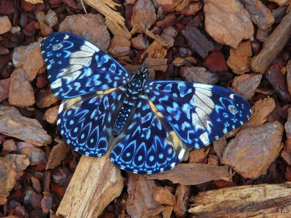 Название самых красивых бабочек. Hamadryas amphinome. Hamadryas amphinome бабочка. Нимфалида hamadryas amphinome. Hamadryas amphinome бабочка Мексики.