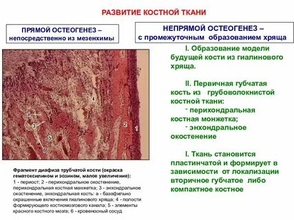 Перихондральное окостенение при непрямом остеогенезе