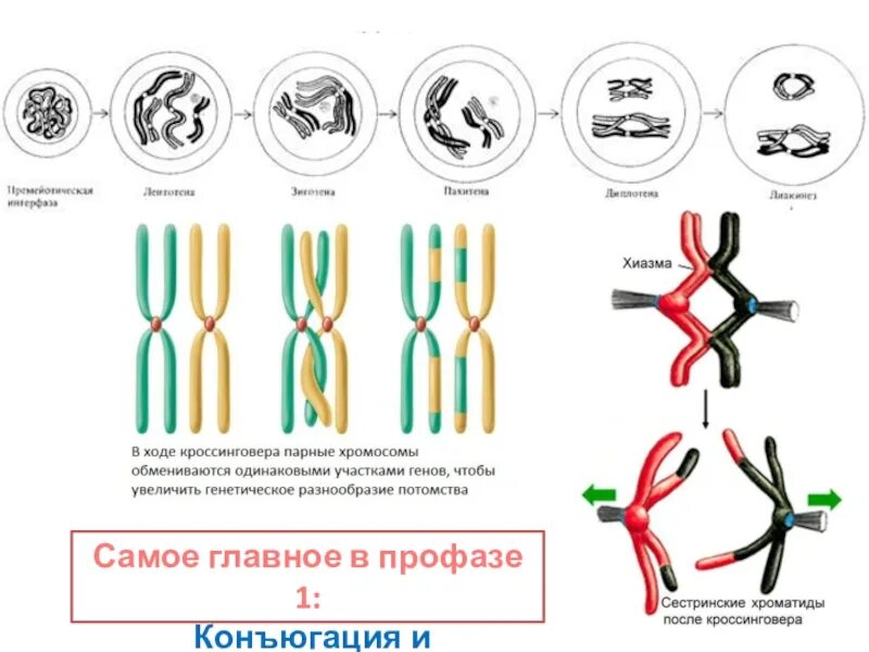 Кроссинговер в мейозе. Конъюгация гомологичных хромосом схема. Мейоз кроссинговер и конъюгация. Мейоз конъюгация и кроссинговер хромосом.