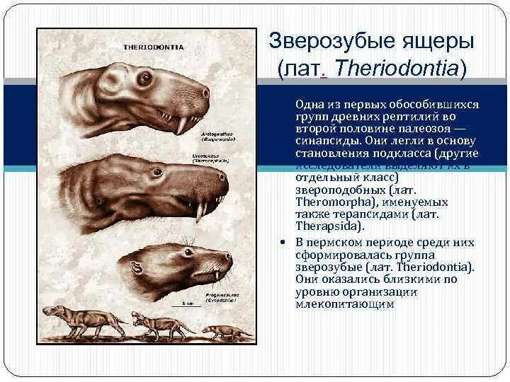 Пермский период зверозубые рептилии. Зверозубый ящер среда обитания. Зверозубый ящер переходная форма. Иностранцевия переходная форма.