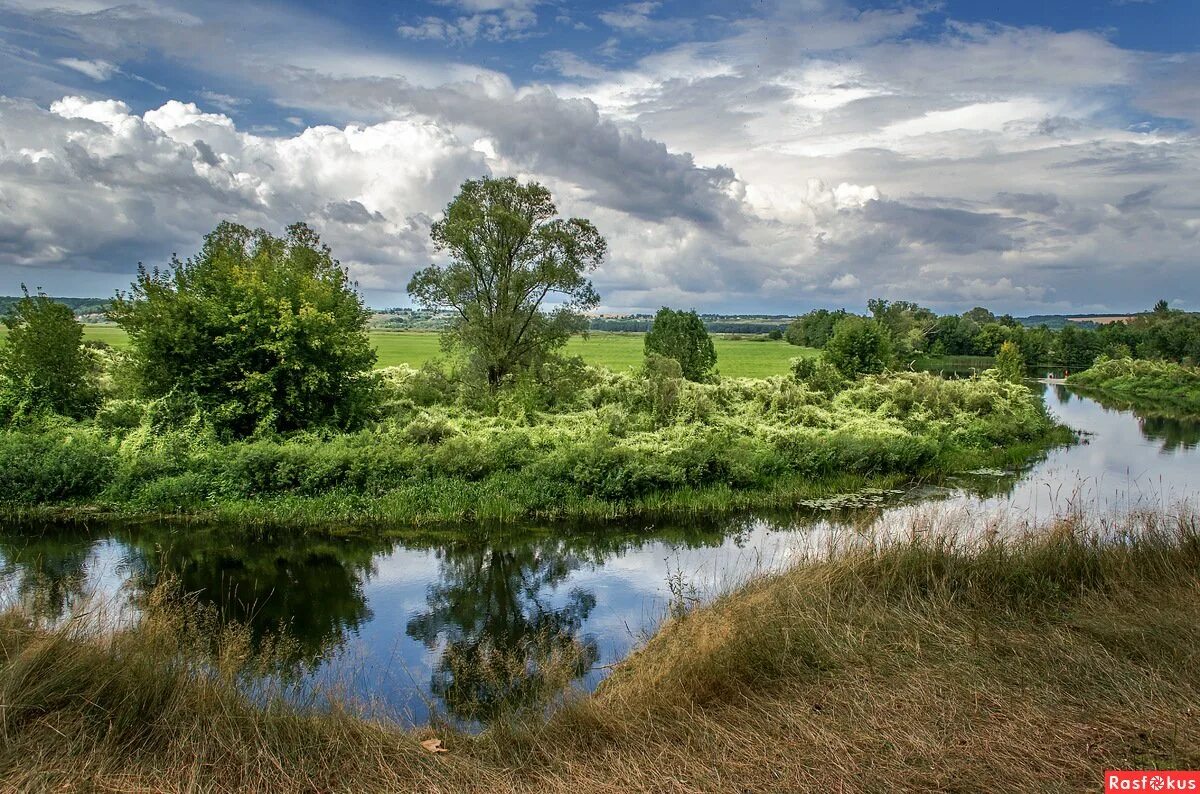 Курская область страна. Река Сейм Курск. Курский край река Сейм. Курский лес рекой Сейм. Природа Курска река Сейм.